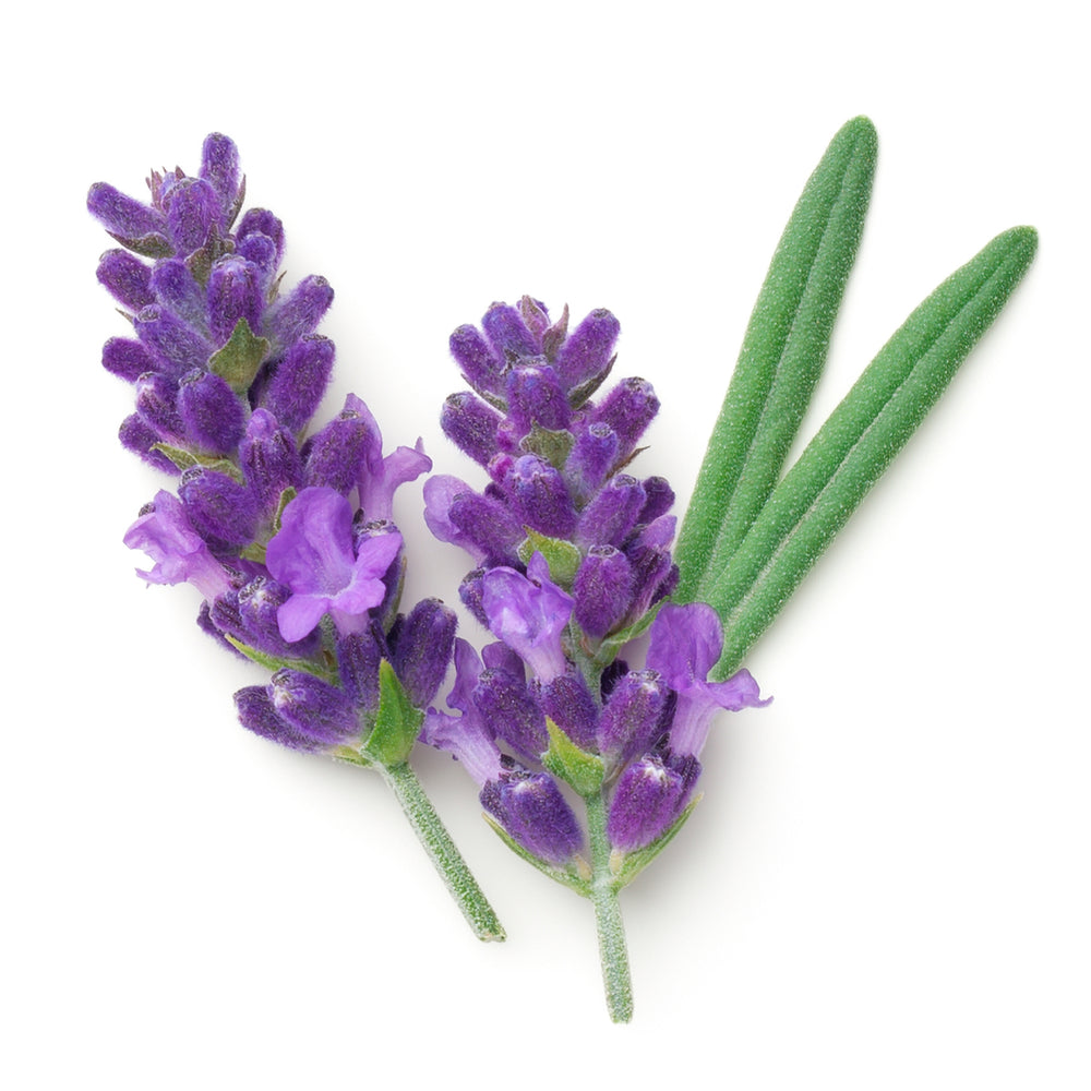 ZEITWUNDER - jane iredale Lavendel
