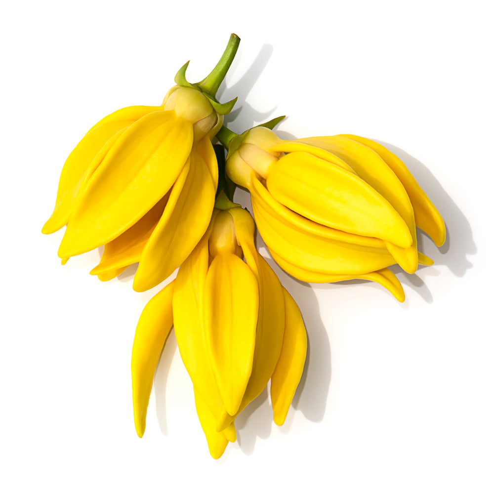 ZEITWUNDER - jane iredale Ylang Ylang